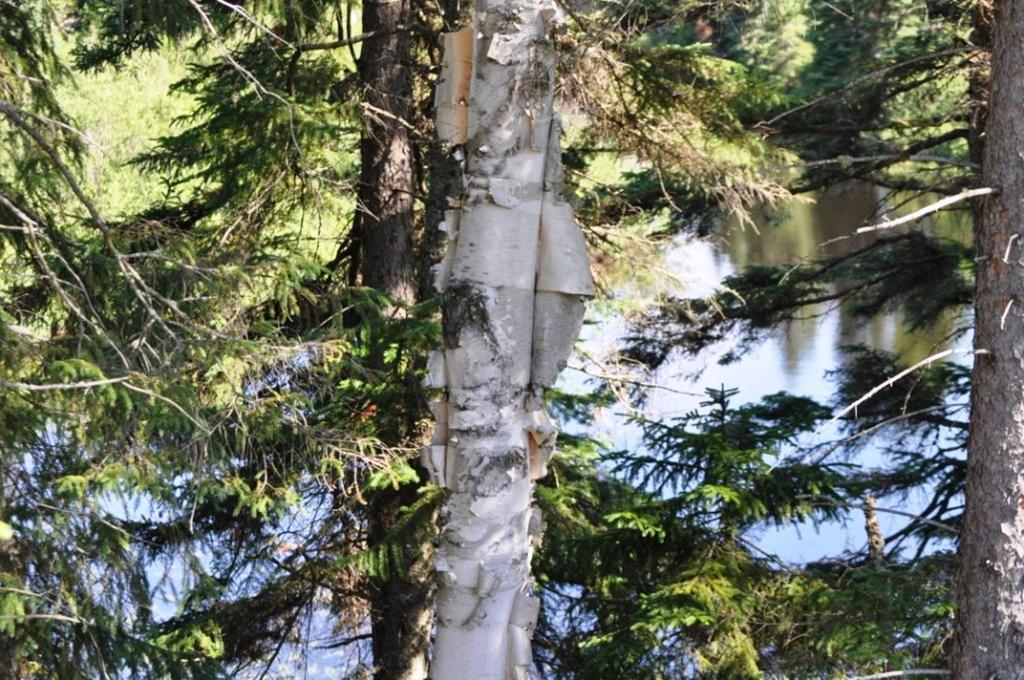 La Taniere De L'Ours Hotel Saint-Donat-de-Montcalm Luaran gambar